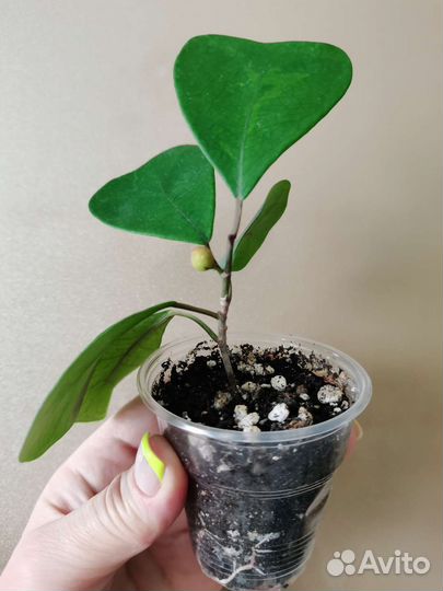 Фикус триангулярис Грин Дрим (Кокетка)