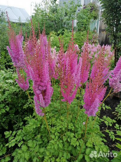 Астильба розовая, темно - розовая махровая