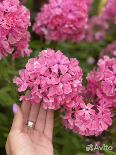 Флоксы многолетние