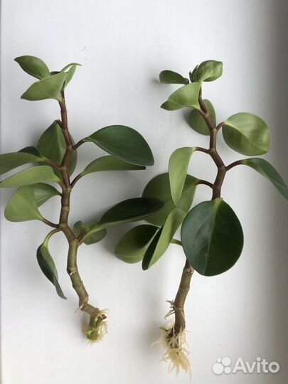 Черенки переромии