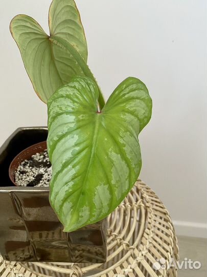 Стрелиция, Филодендрон Мамей, Калатея Варшевича