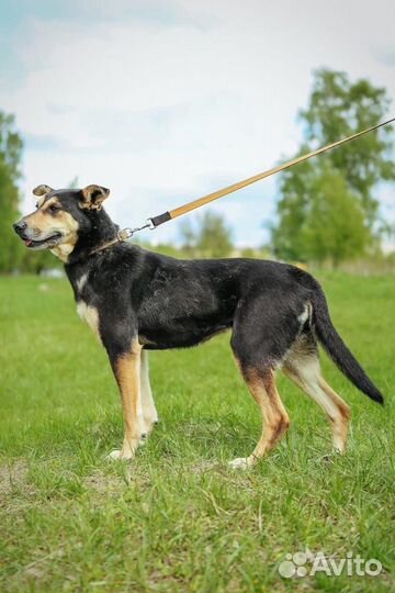 Отдам в добрые руки