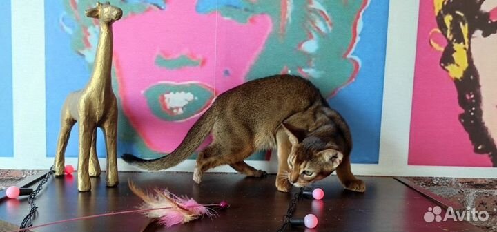 Абиссинский котенок
