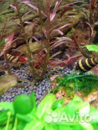 Креветки для аквариума, хелены и растения