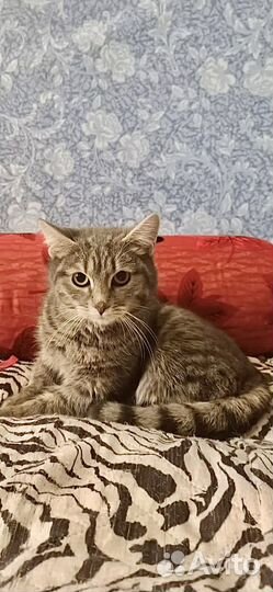 Котодети в поисках дома