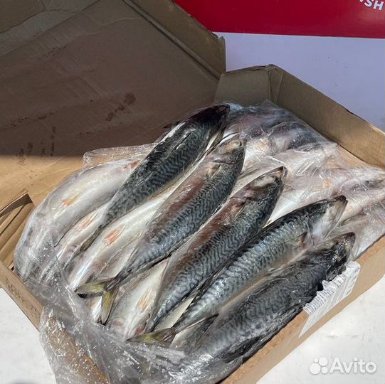 Скумбрия 500 700