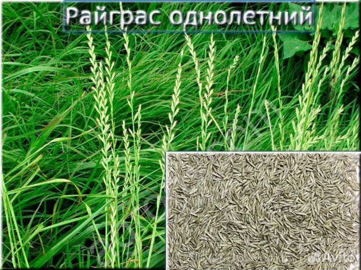 Райграс однолетний