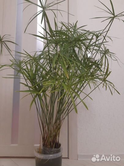 Ципперус (сыть)