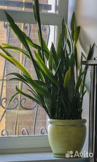 Сансевиерия