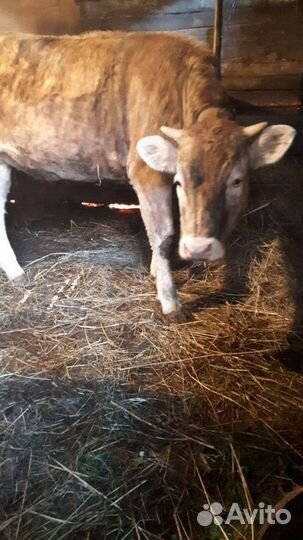 Телка от высокоудойной коровы