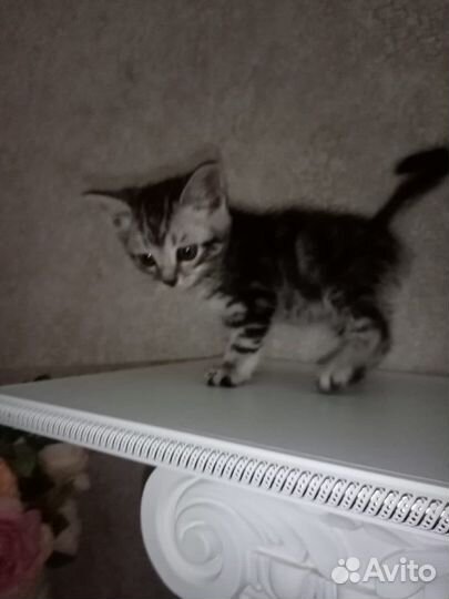 Котенок в добрые руки