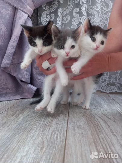 Котята в добрые руки