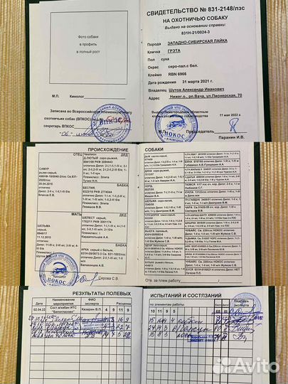 Продам щенков Западносибирской лайки