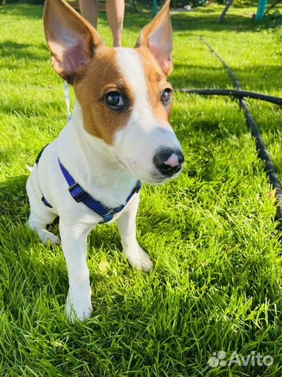 Щенок джек рассел терьер