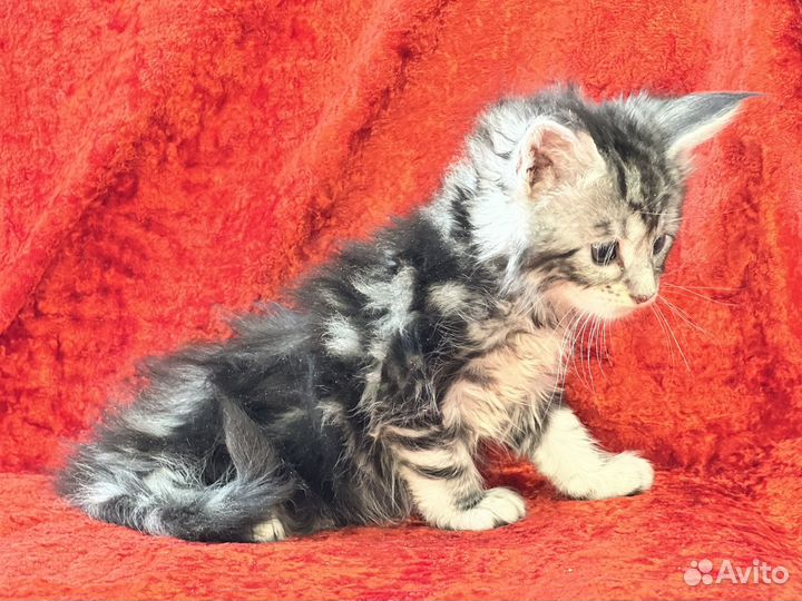Котята мейн-кун