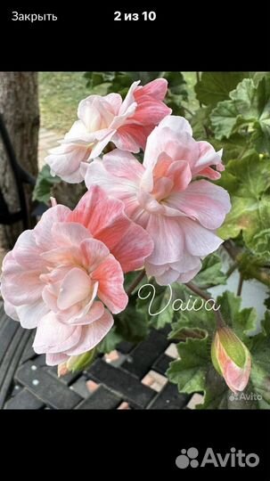 Пеларгонии коллекционные сорта