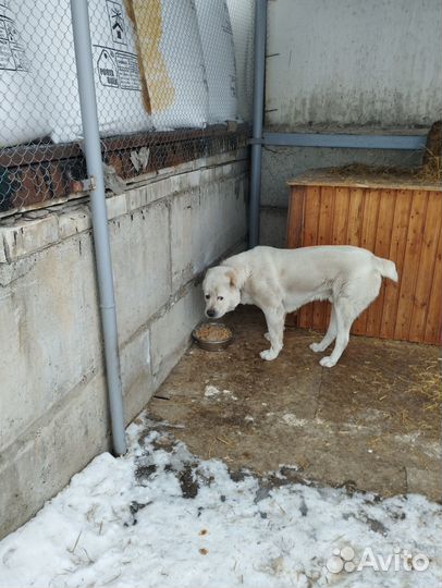 Отдам в добрые руки Алабая