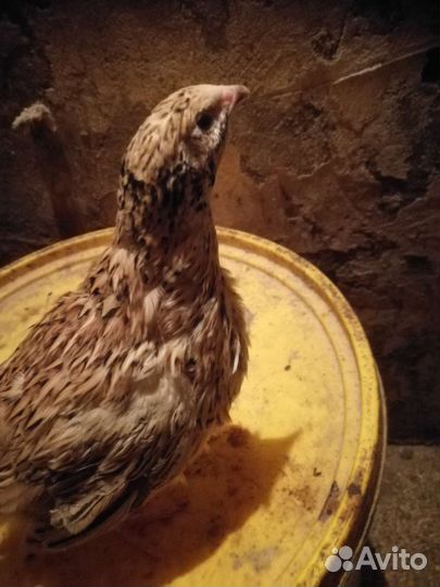 Перепёлки Яйца мясо перепелиные, клетки