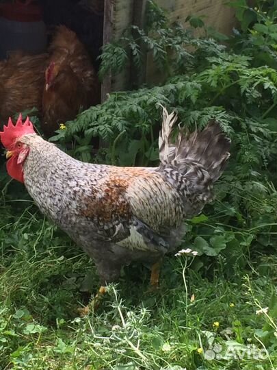 Инкубационное яйцо элитных пород кур