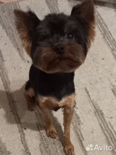 Вязка собак мини йорк