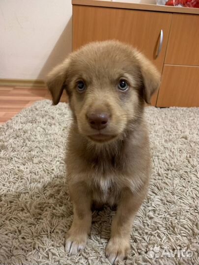 Щенок в добрые руки