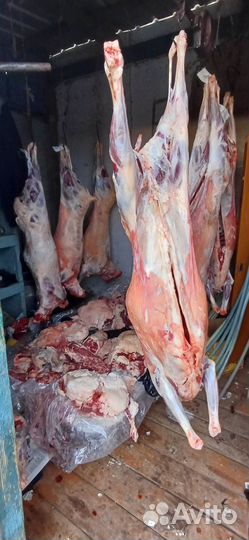 Мясо баранина халяль, свежая