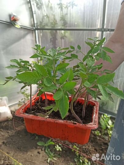 Рассада помидор