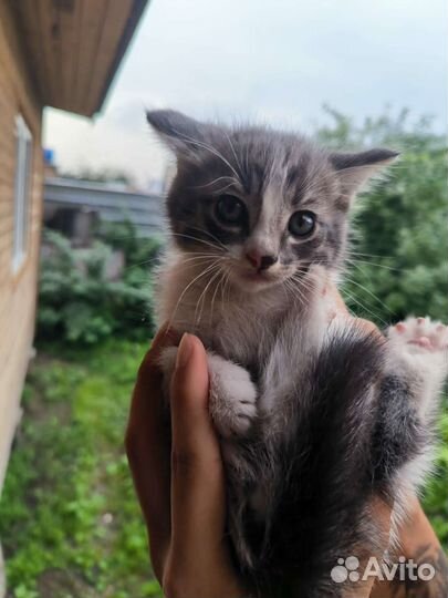 Котята в добрые руки бесплатно