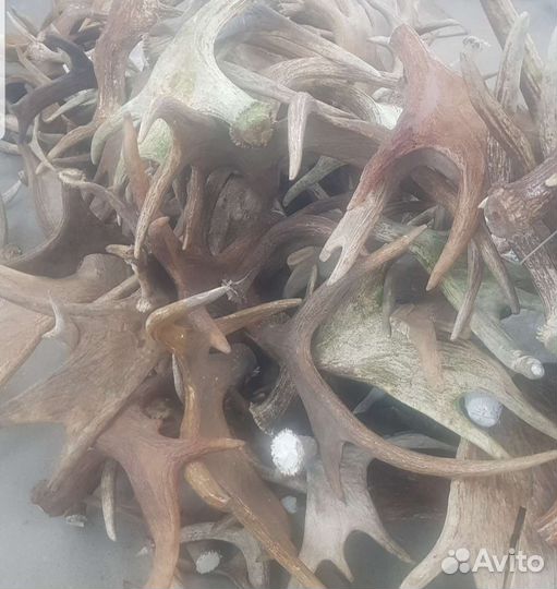 Рога лося оленя на Вес Пермь (Реrm Horns)