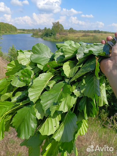 Веники для бани Ольха