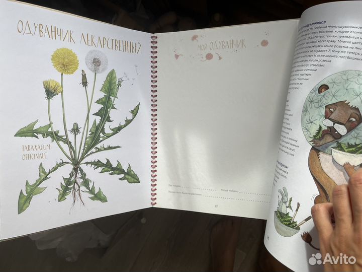 Мой гербарий волшебные цветы