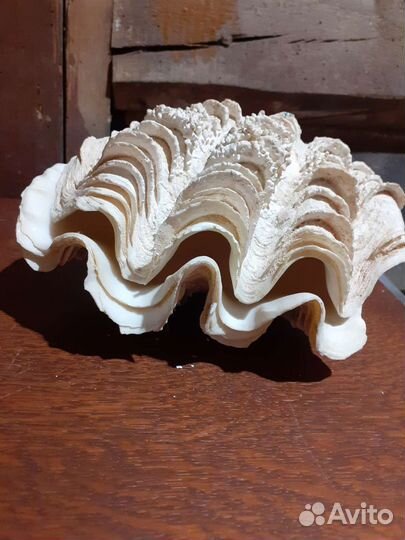 Раковины морские большин