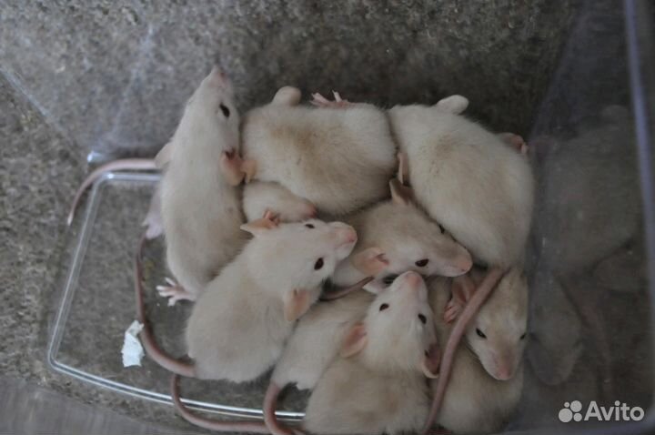 Сиамские, Шоколад Крысята. Проф. Питомник