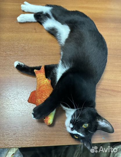 Котенок в добрые руки