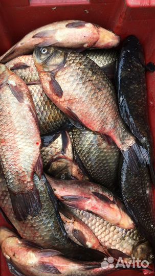 Рыба речная свежая, гк, хк, вяленая