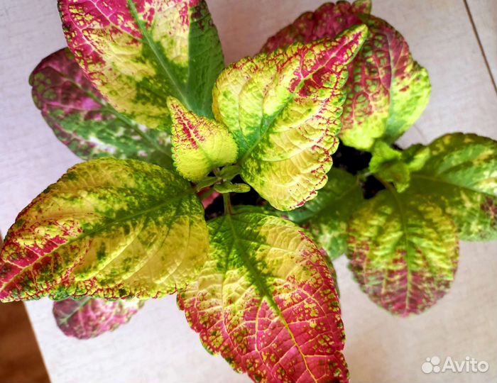 Колеус Аватар