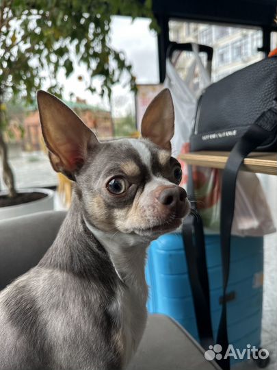 Вязка собак чихуахуа