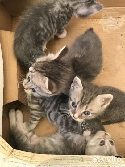 Котята в добрые руки