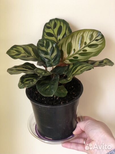 Калотея Макояна