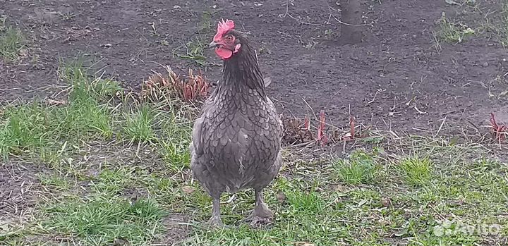 Инк яйцо амераукана,маран,загорская