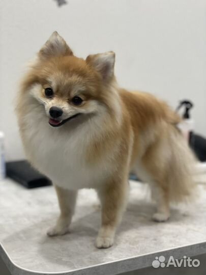 Грумер (выезд на дом)