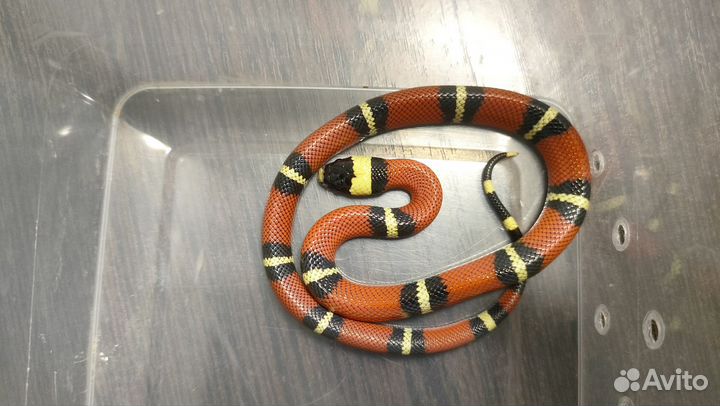 Синалойская молочная змея