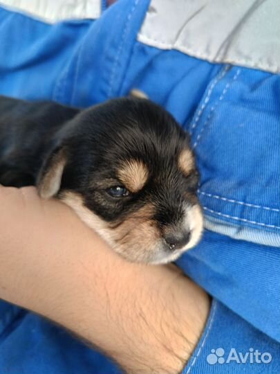 Щенки иорка