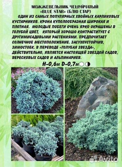 Можжевельник