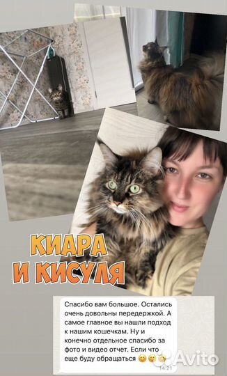 Передержка кошек и собак, зооняня, догситер