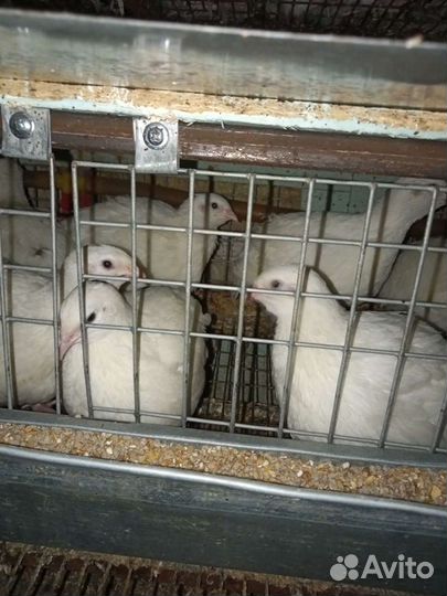 Техасские перепела