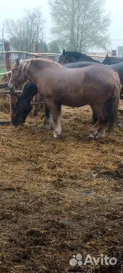 Советская кобыла