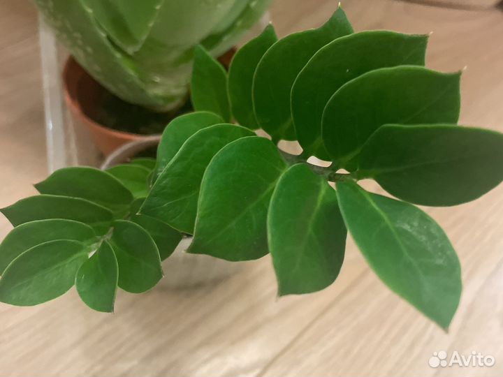 Замиокулькас