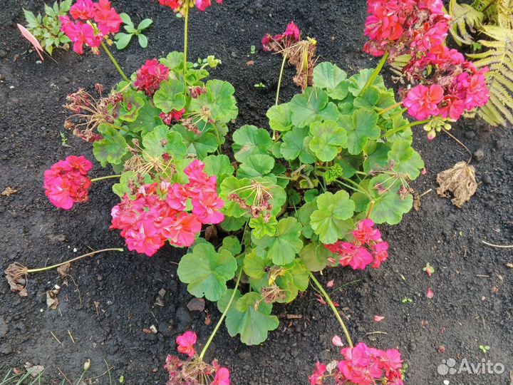 Герань пеларгония
