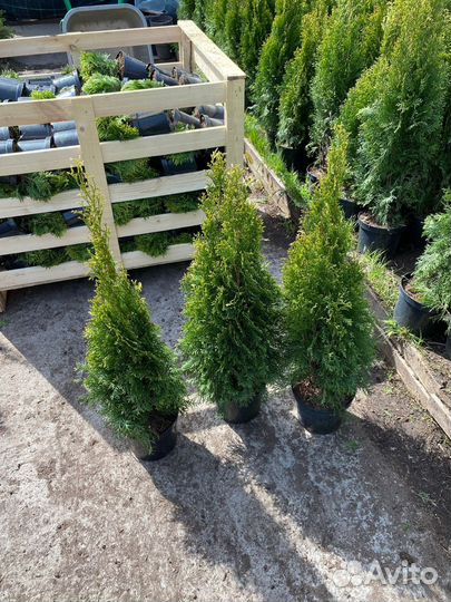 Туя смарагд 90-100см